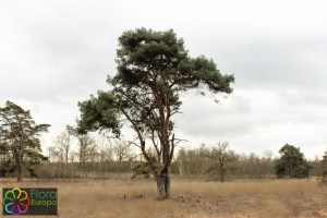 Pinus sylvestris (2)7